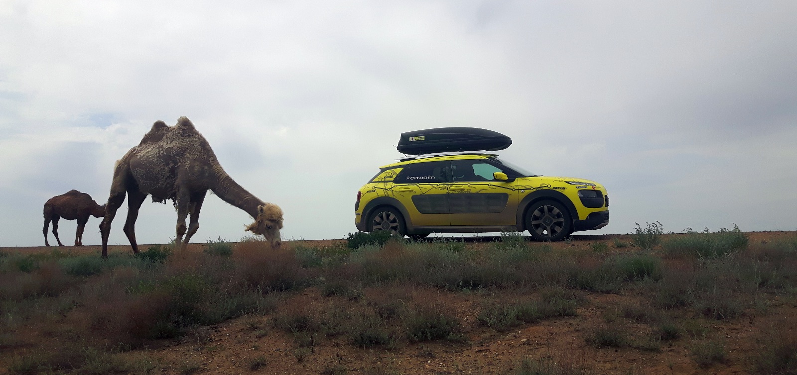Citroen C4 Cactus Milano Pechino